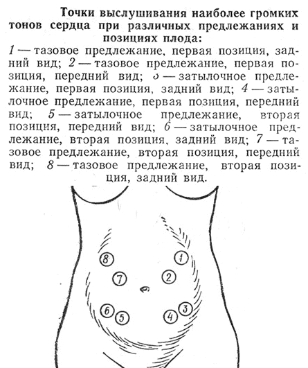 Методика обследования акушерским стетоскопом